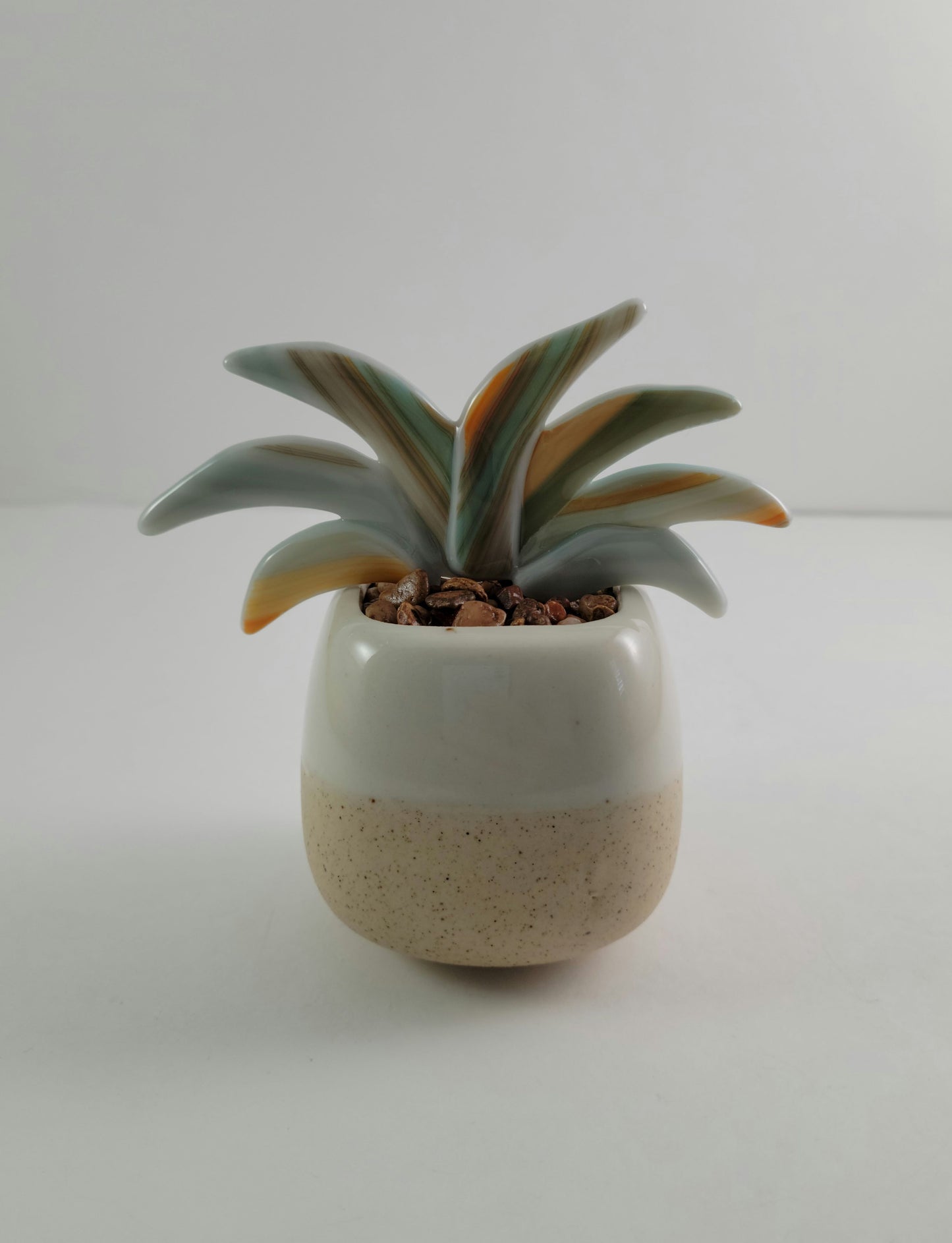 Potted Succulent - Small Agave