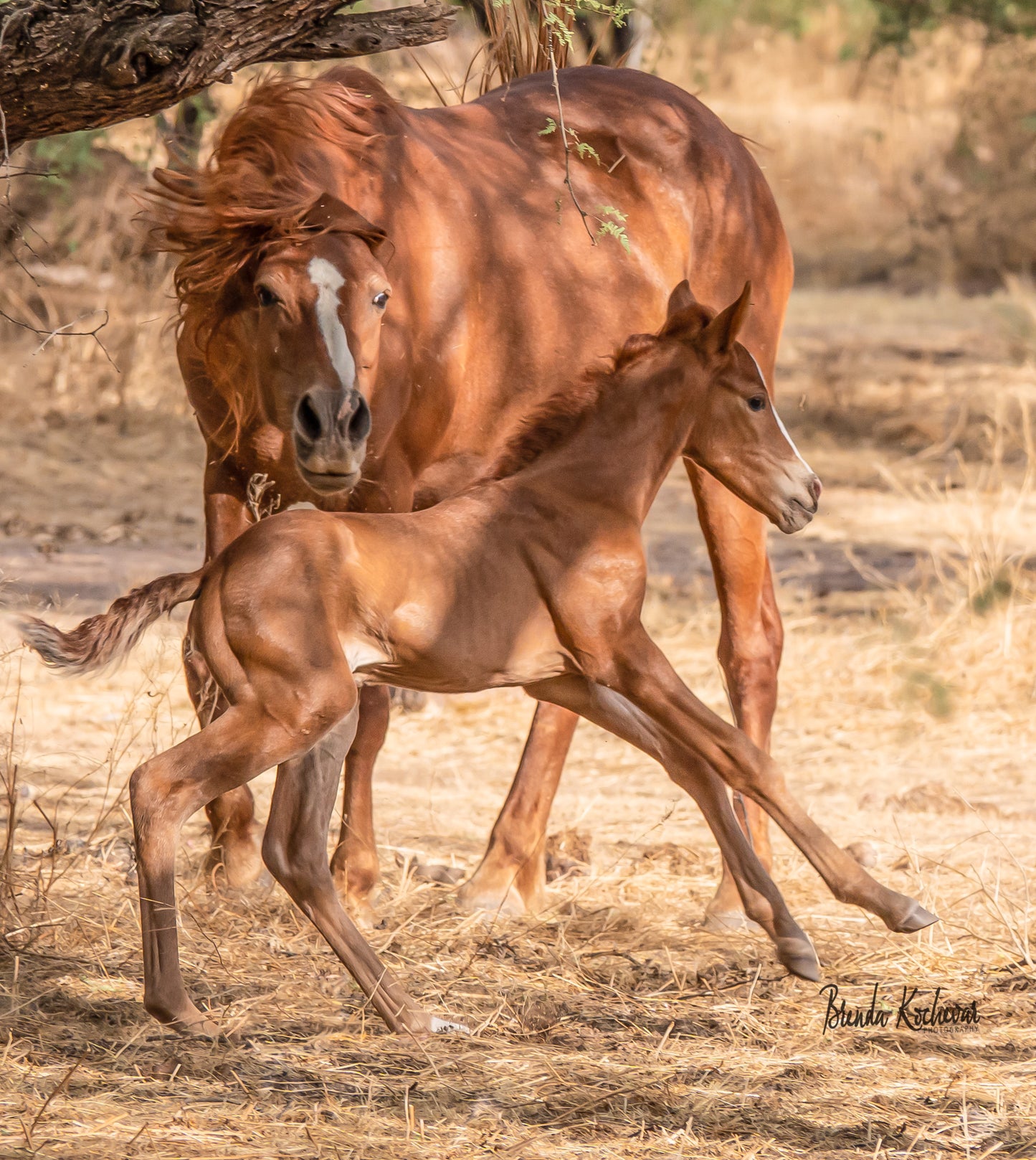 Salt River Wild Horses Nap Time is Over Photograph on a Canvas 12”x12”