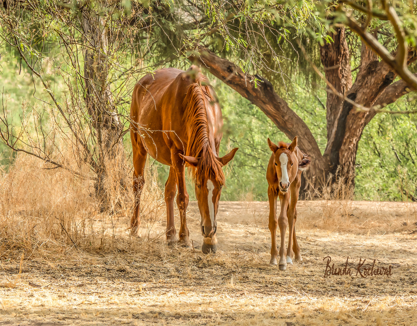 Salt River Wild Horses Mother & Foal Mini Canvas 6”x4”