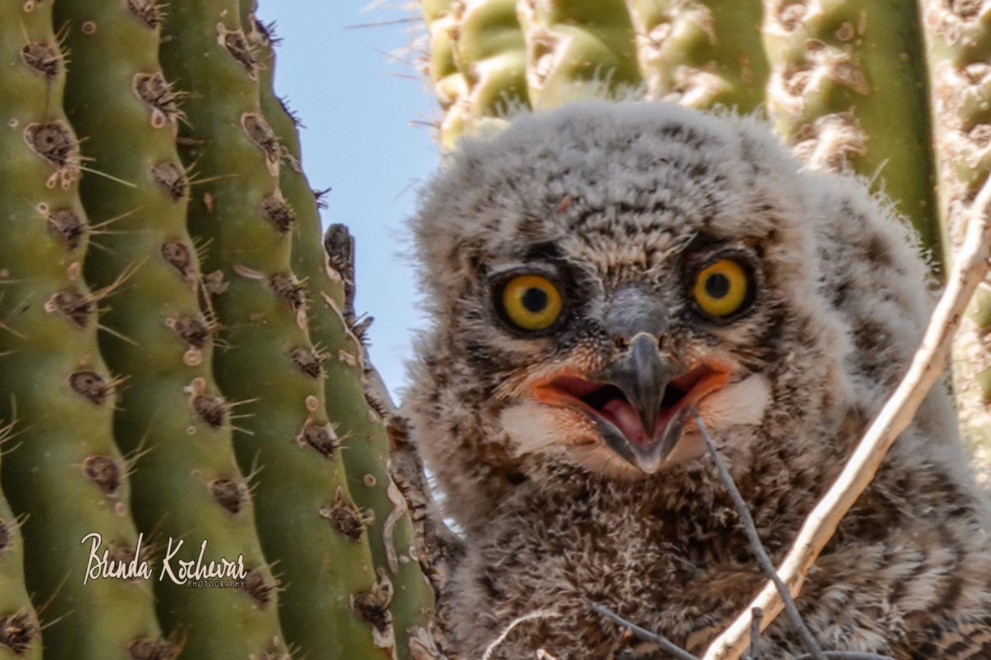 Owlets Greeting Card