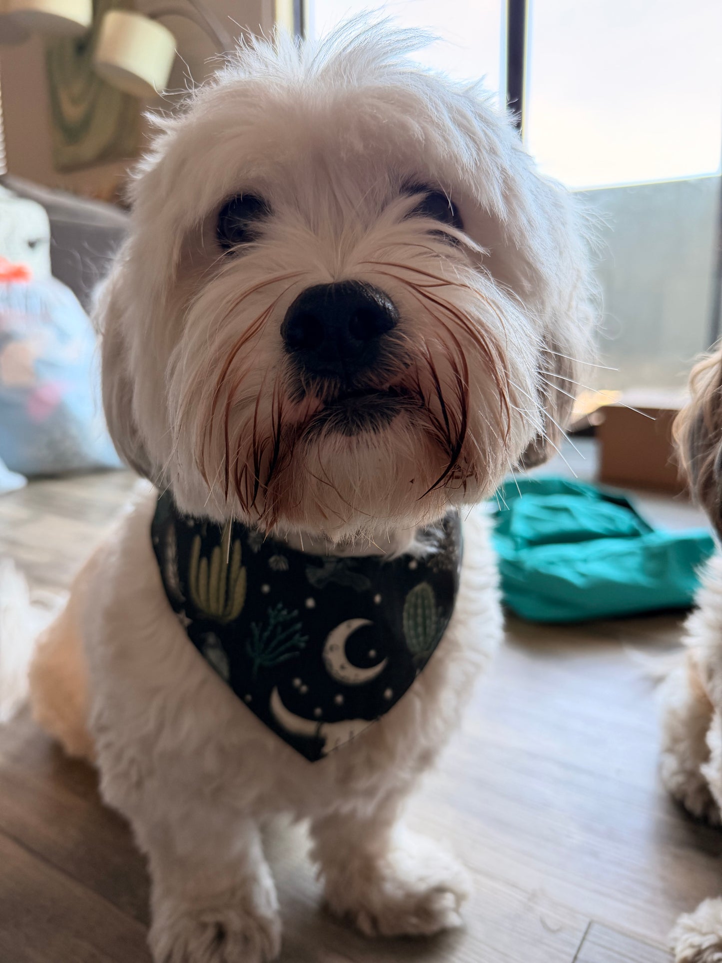 Dark desert dog bandana tfreedom