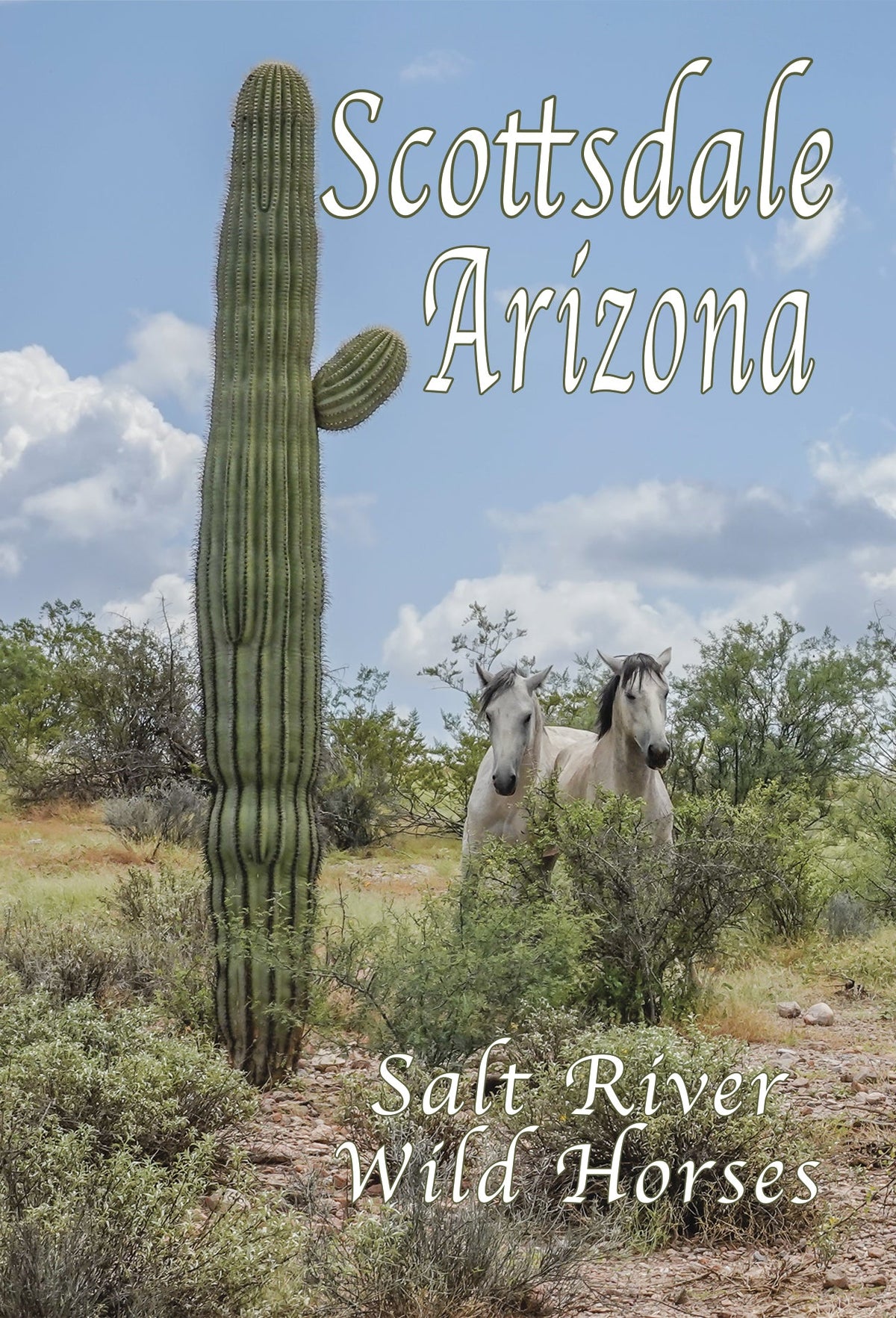 Salt River Wild Horses with Saguaro Postcard