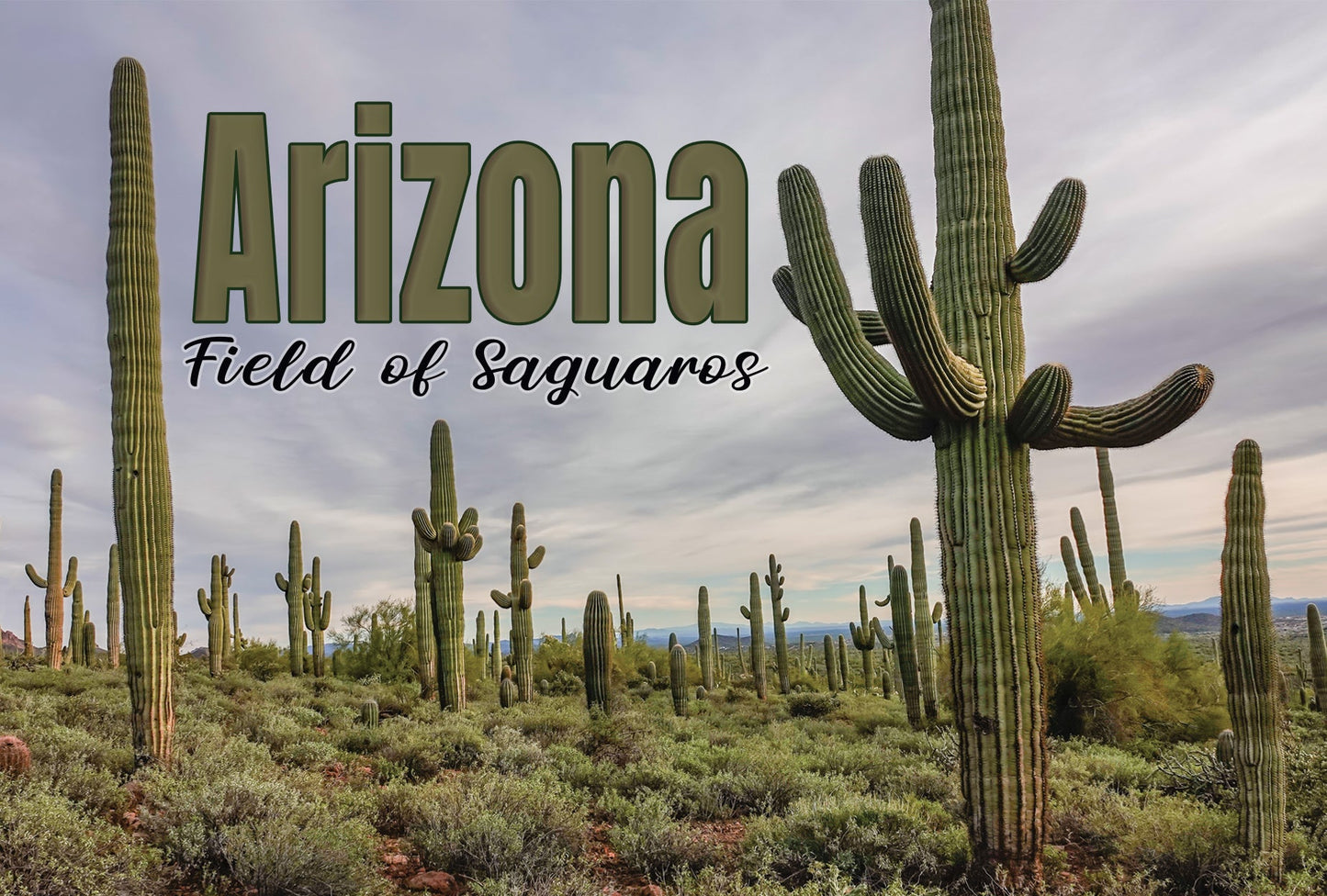 Field of Saguaros Magnet