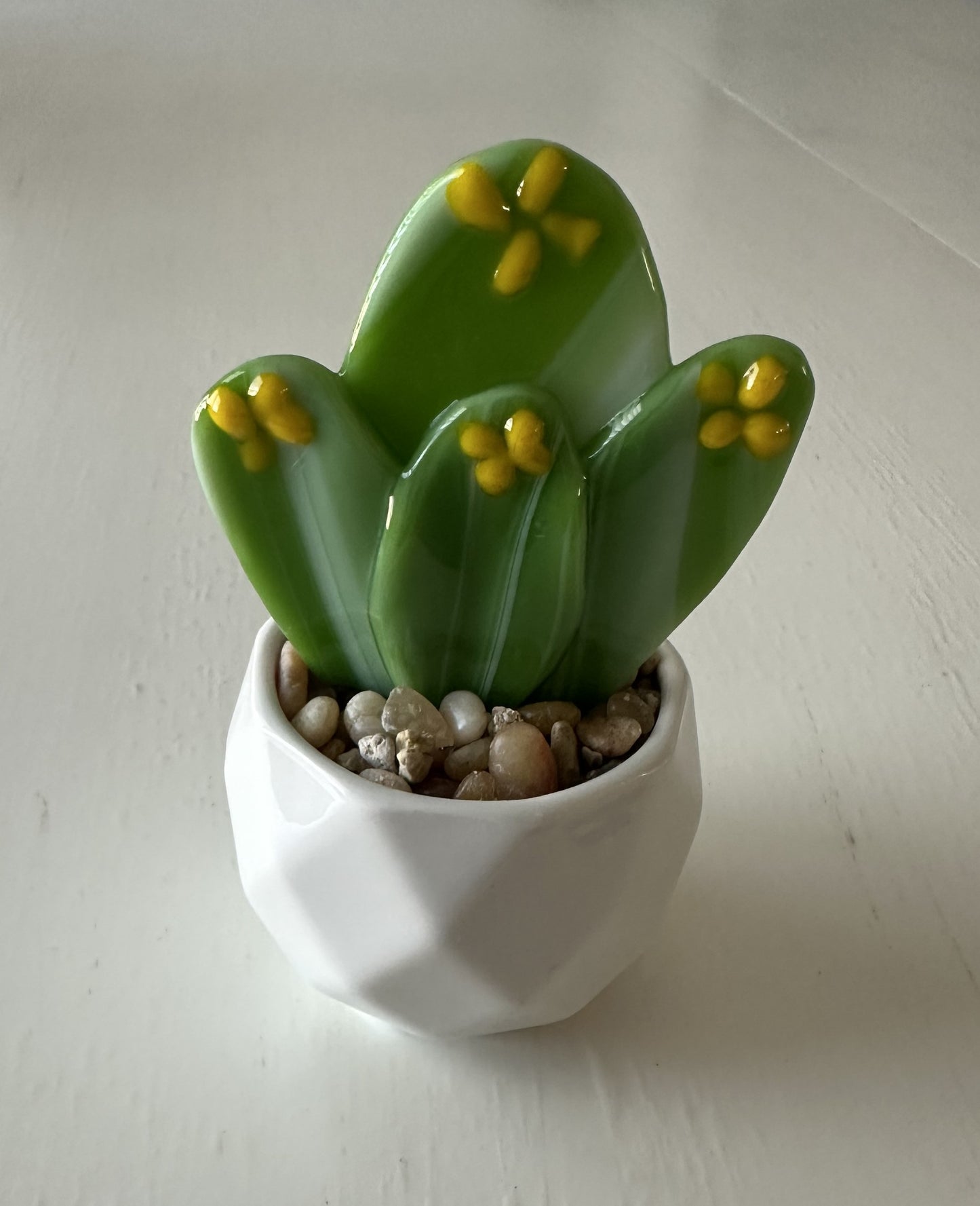 Succulent - Hedgehog 2.5"