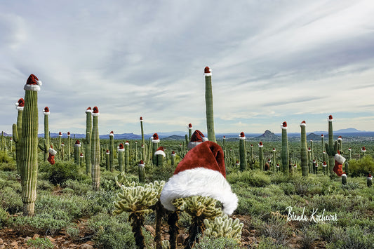 Arizona Christmas Photography Cards Box Set 3