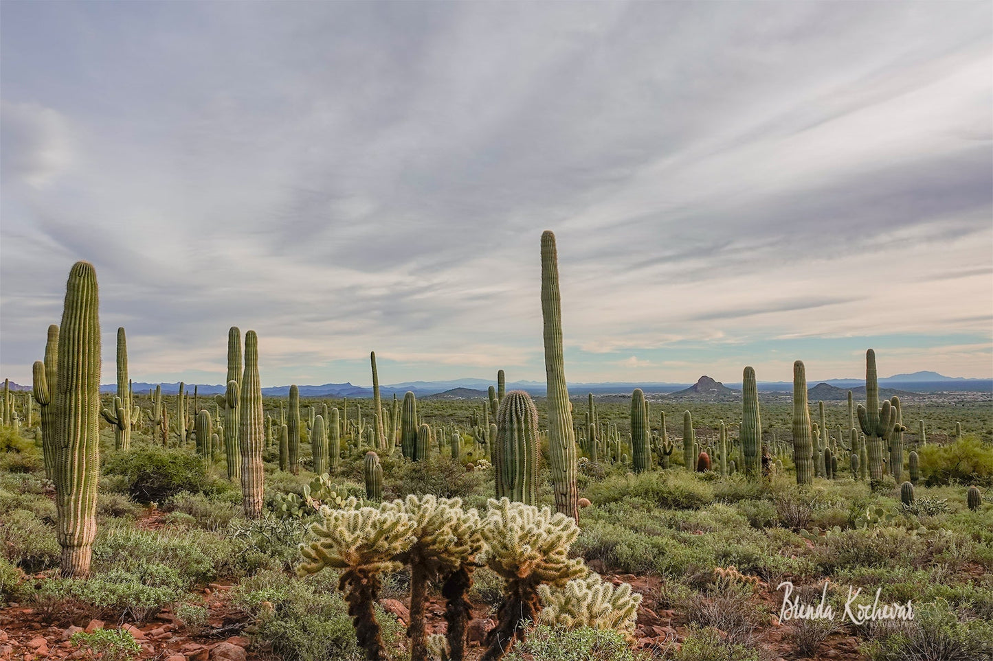 Field of Saguaros with Cholla Cactus Photograph on a 12” x 8” Canvas