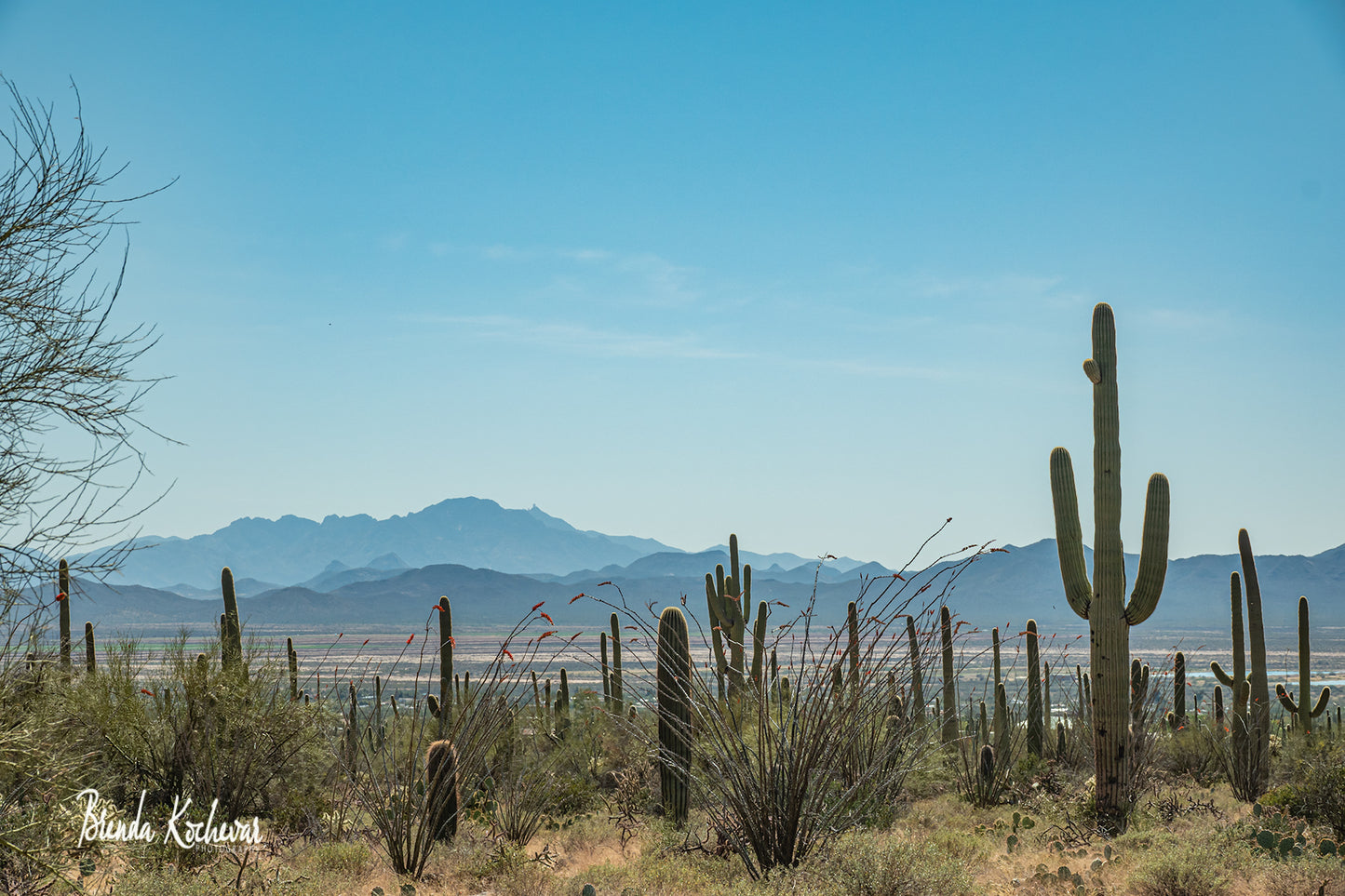 Desert Scene Matted Print 7” x 5”