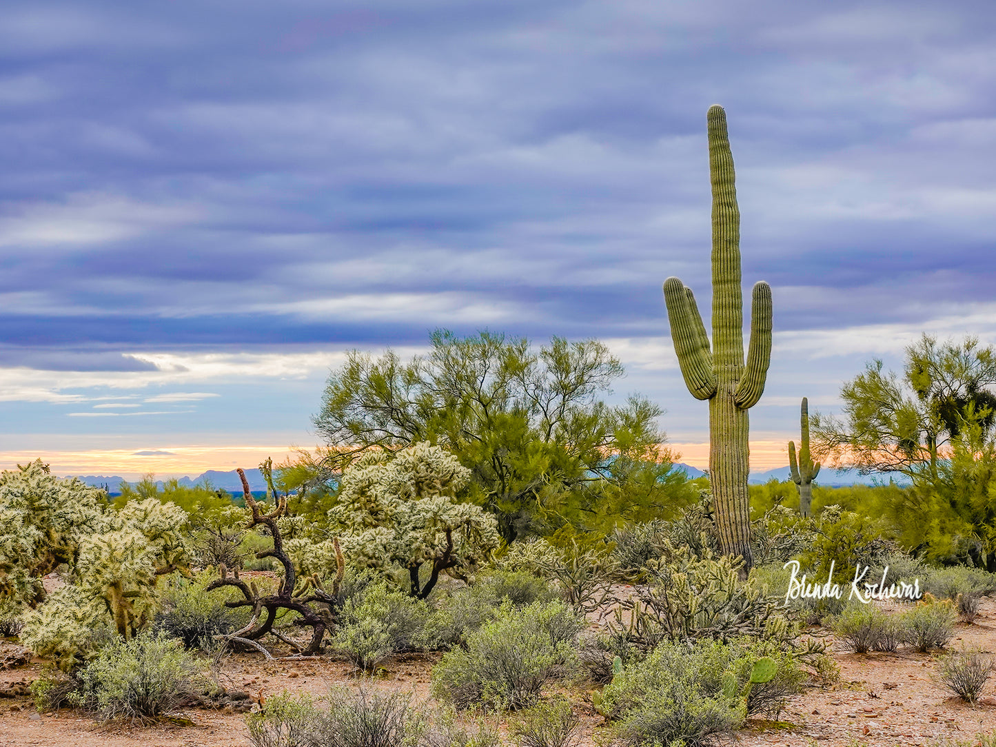 Sunset Saguaro Desert Scene on a 14"x10" Canvas