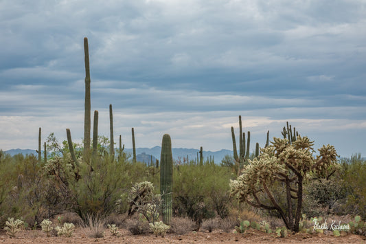 Desert Scene Saguaros & Chollas 36”x24” Canvas