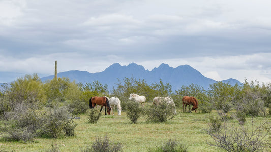 Salt River Wild Horses & Four Peaks Mountain Mini Canvas 6”x4”