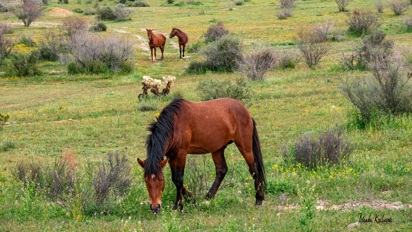 Salt River Wild Horse Friends Mini Canvas 6”x4”