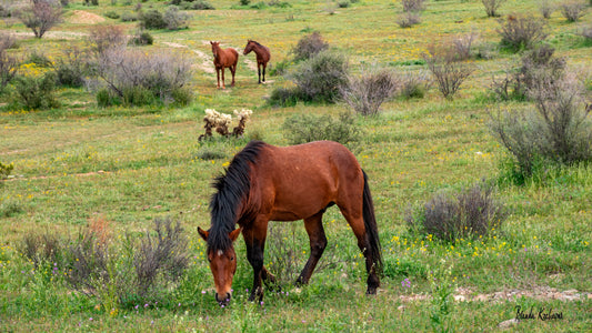 Salt River Wild Horse Friends Mini Canvas 6”x4”