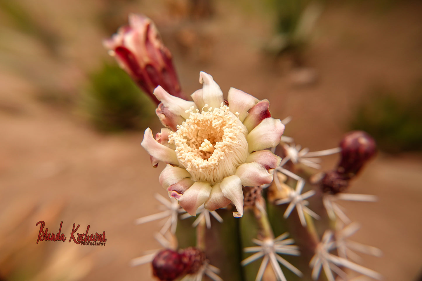 Cactus Bloom Greeting Card