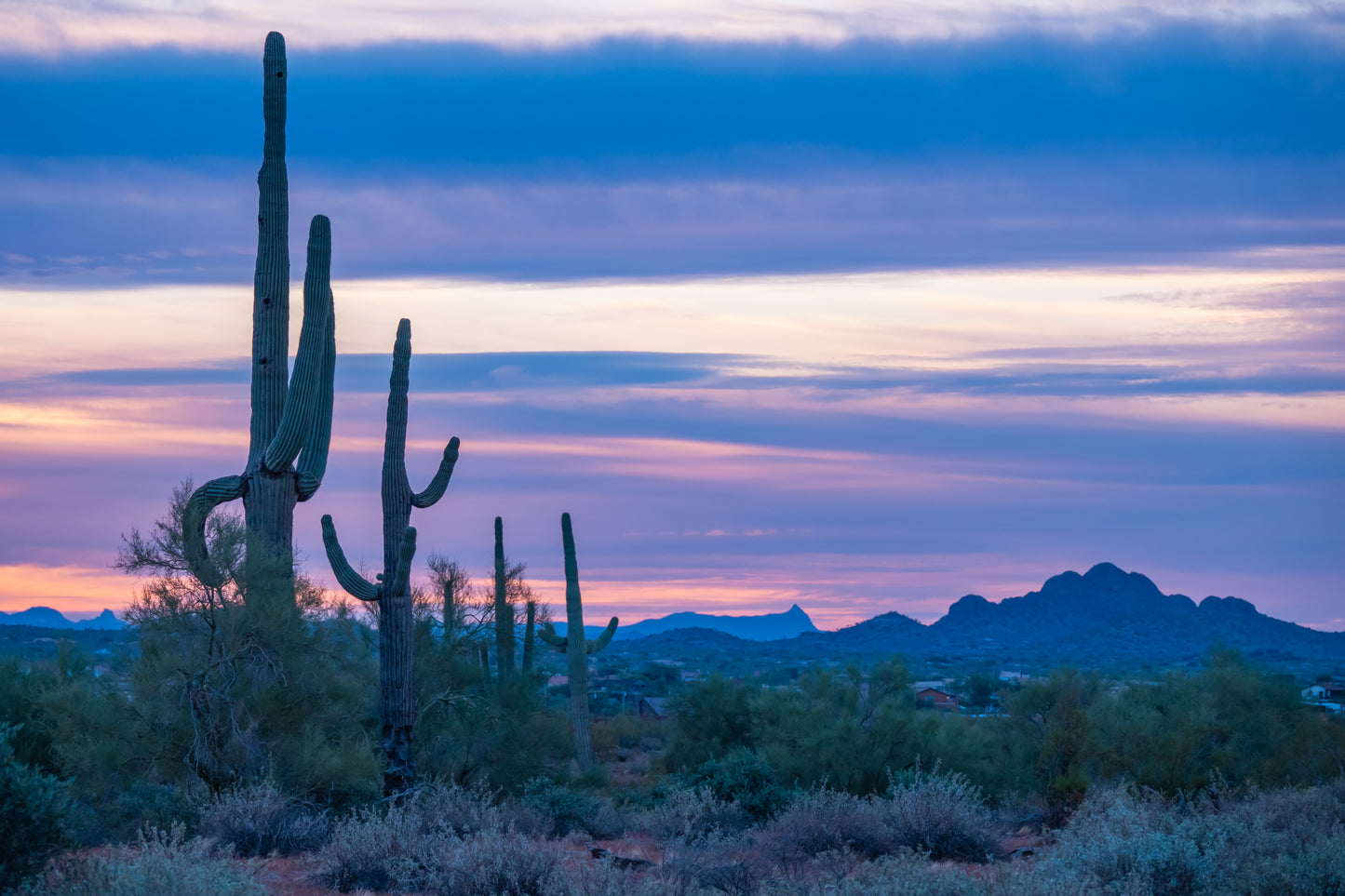 Cacti Sunset Greeting Card