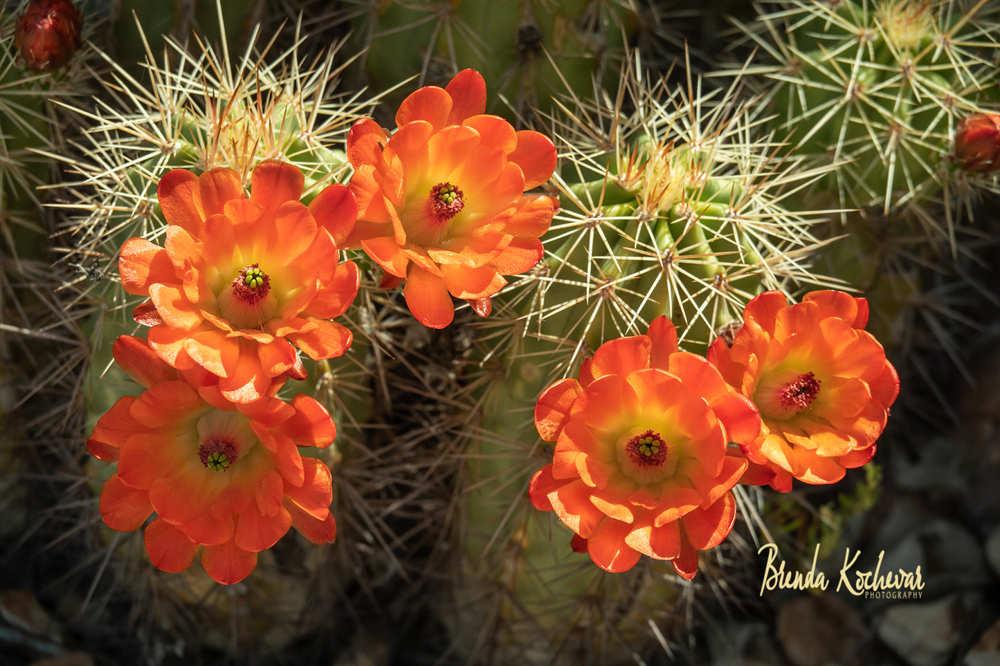 Orange Cacti Blooms Photograph on a Greeting Card