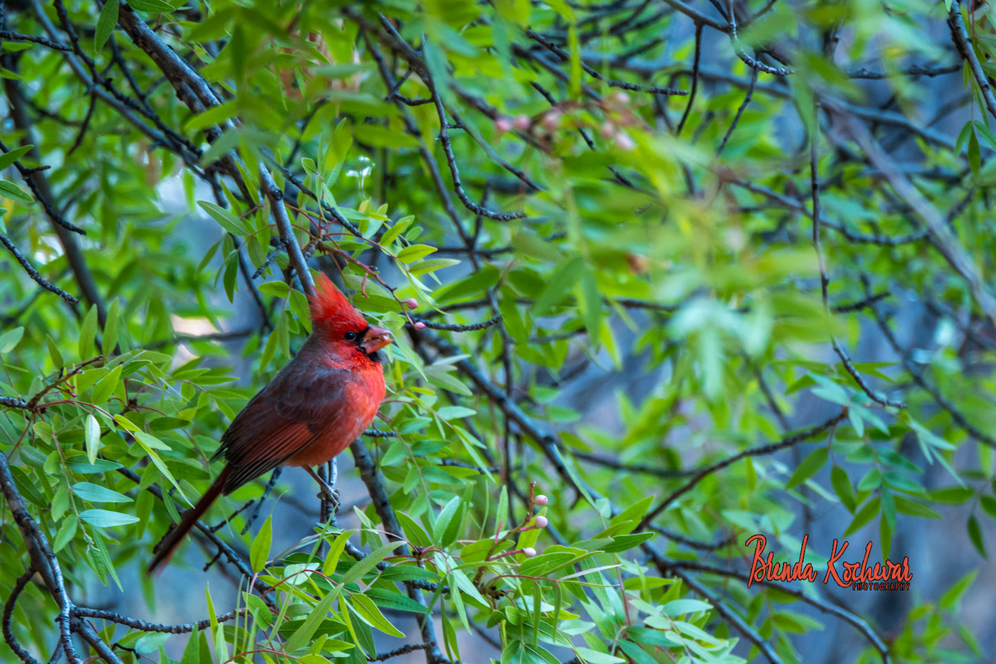 Cardinal Photograph on a Greeting Card
