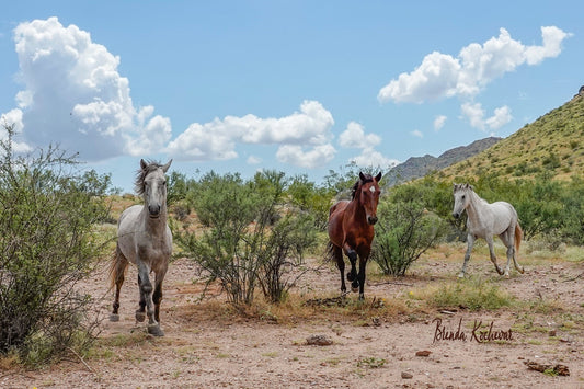 Salt River Wild Horses Running Greeting Card