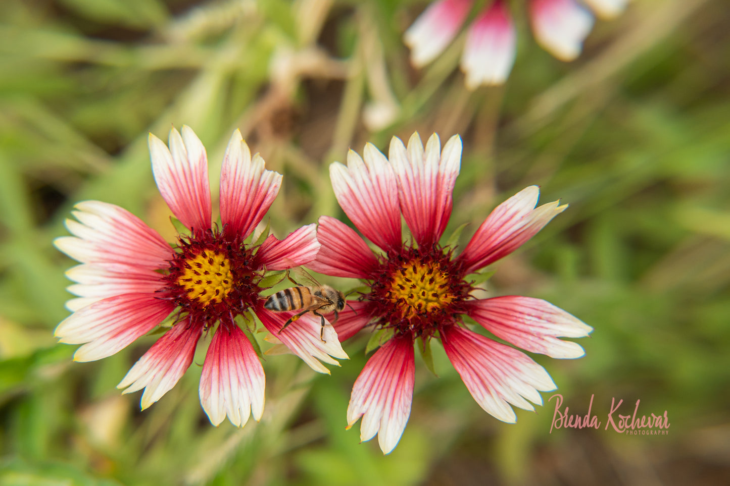 Flowers & Bee Photograph Matted 7” x 5”