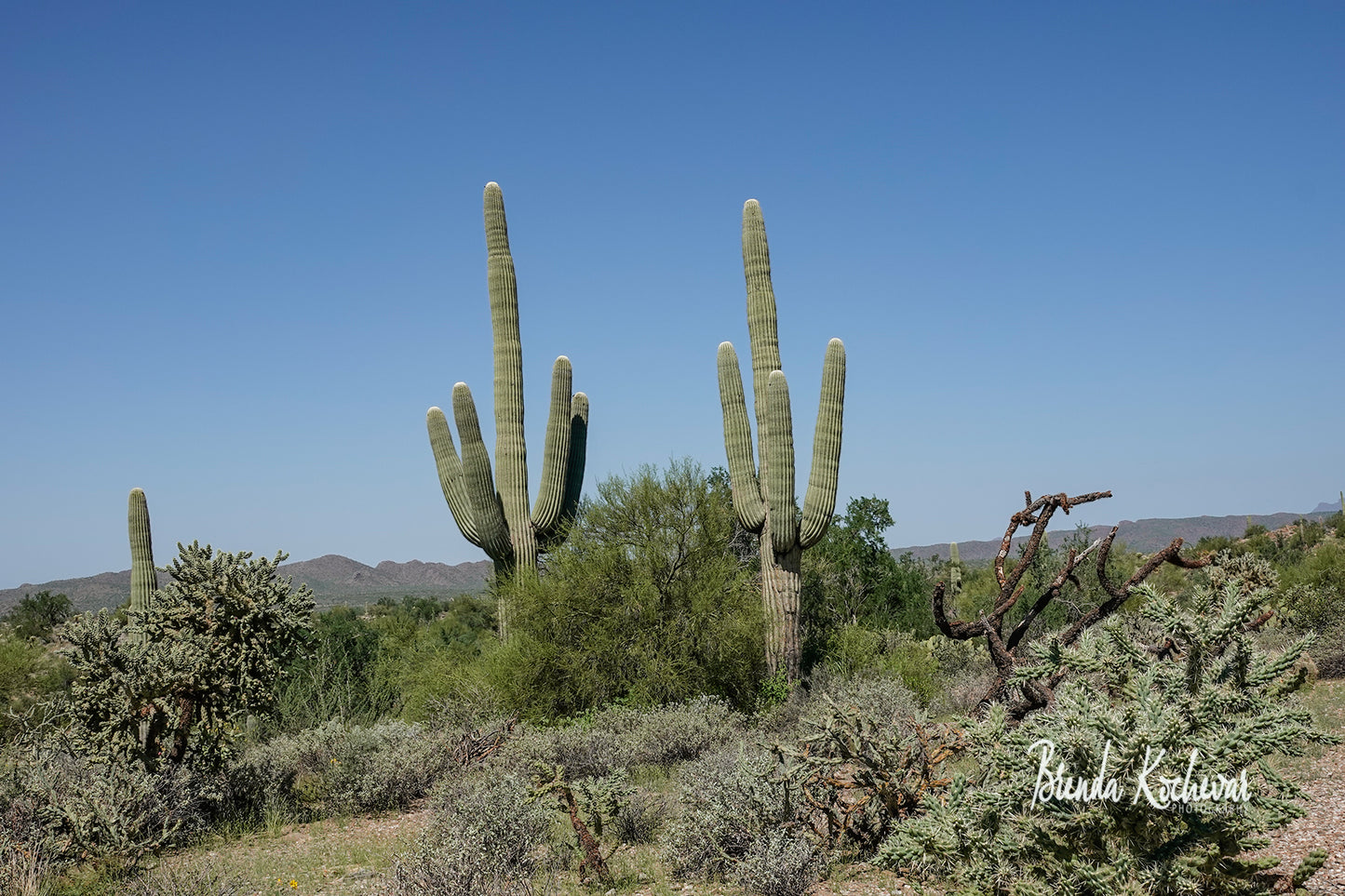 Two Saguaros Greeting Card Greeting Card