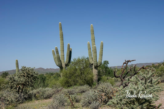 Two Saguaros Greeting Card Greeting Card