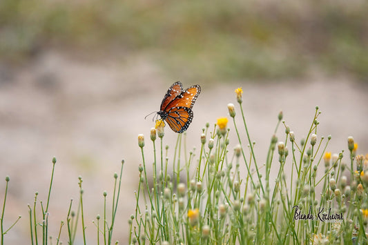 Monarch Butterfly Greeting Card