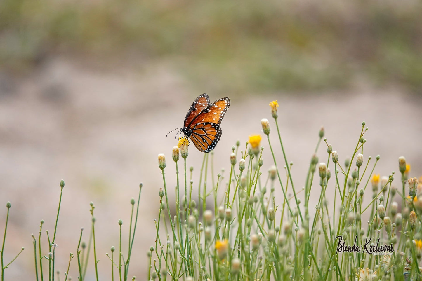 Monarch Butterfly Photograph on 12"x8" Canvas