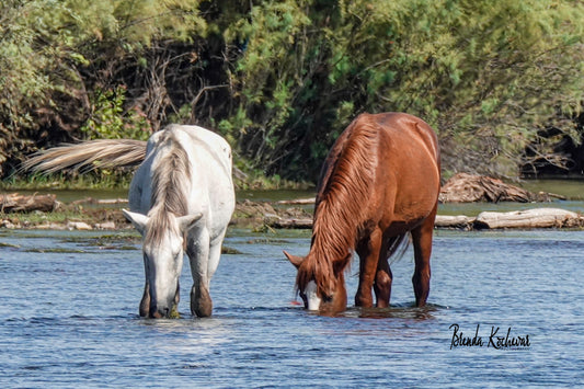 Salt River Wild Horses Snorkeling2 Greeting Card