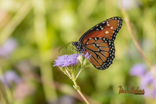 Monarch Butterfly Photograph on a  Greeting Card