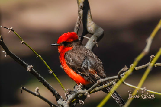 Vermilion Flycatcher Bird Greeting Card