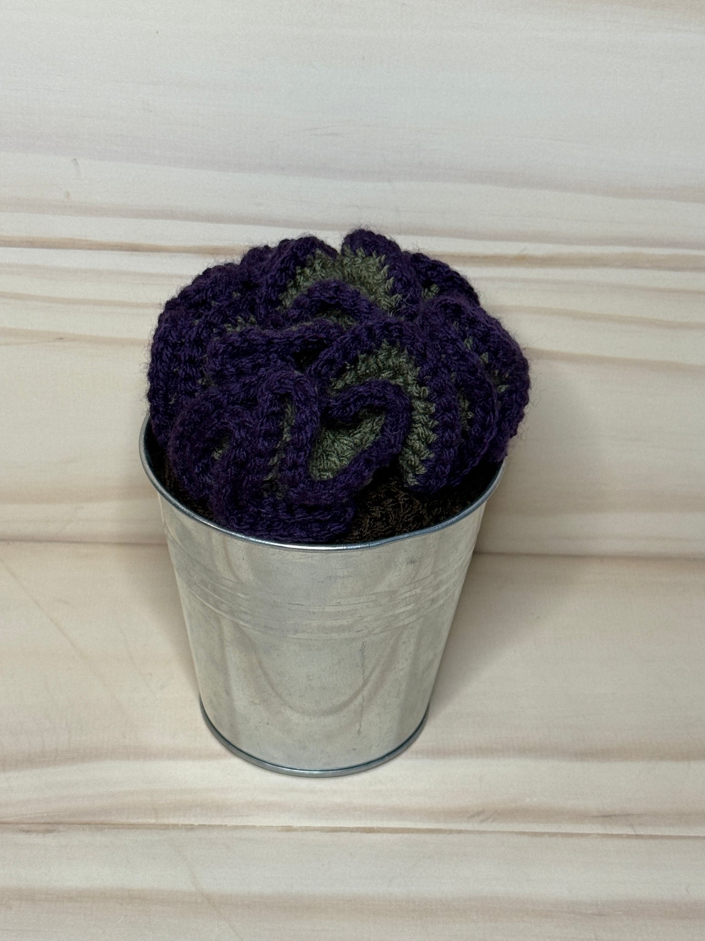 Mauna Loa Succulent CHD - Cuddly Cacti Creations