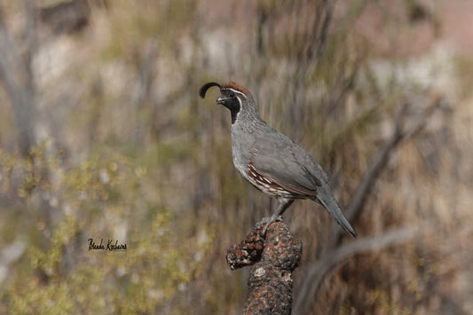 Arizona Gambel’s Quail Photograph on a Mini Canvas 6”x4”