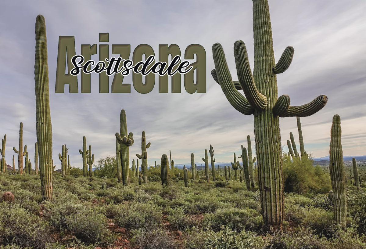 Scottsdale Field of Saguaros Photograph on a Postcard