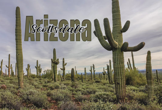 Scottsdale Field of Saguaros Magnet