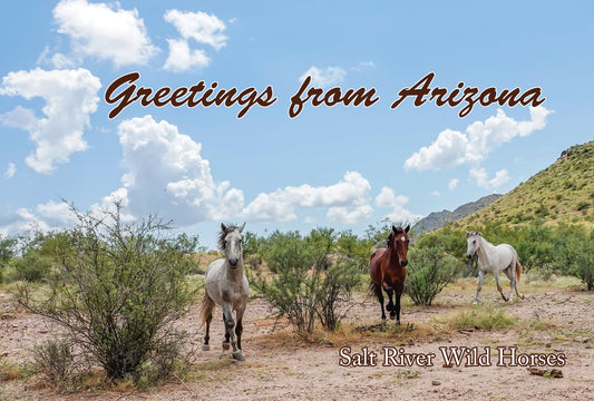 Salt River Wild Horses Running Sticker