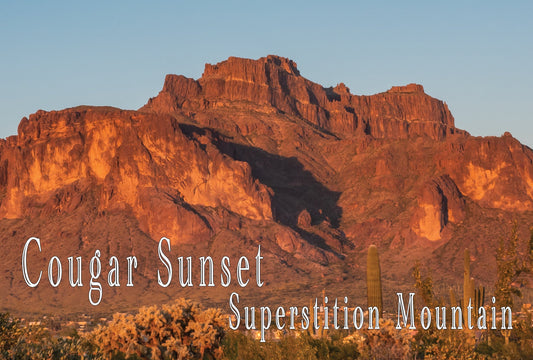 Superstition Mountain Large Cougar Sunset Sticker