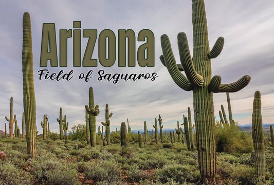 Field of Saguaros Magnet