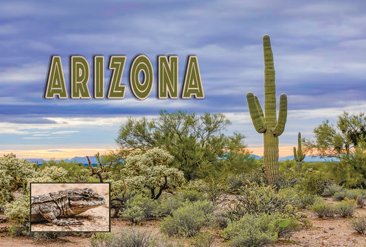 Arizona Saguaro Sunset Sticker