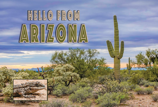 Hello From Arizona Saguaro Sunset Sticker