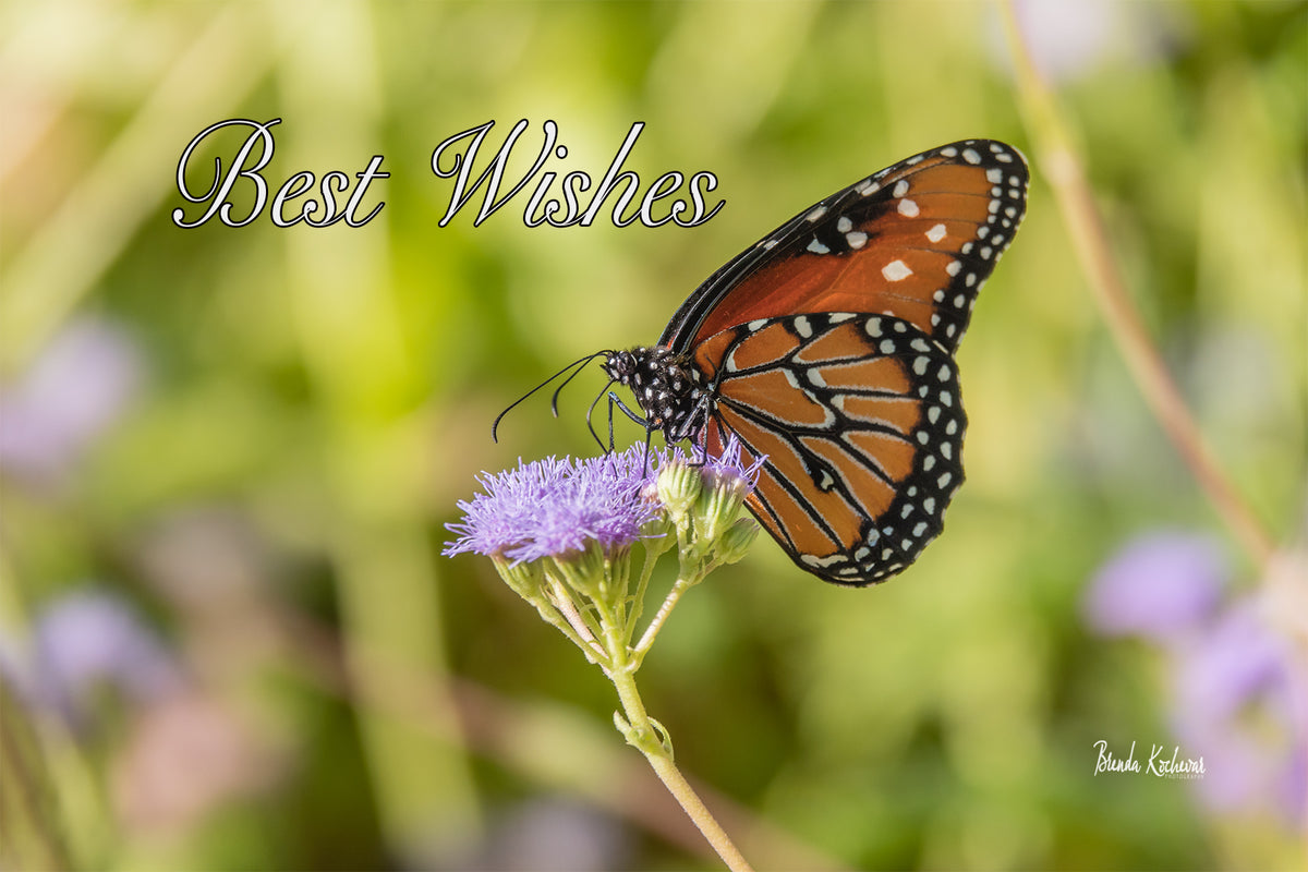 Monarch Butterfly Photograph on a  Best Wishes Greeting Card