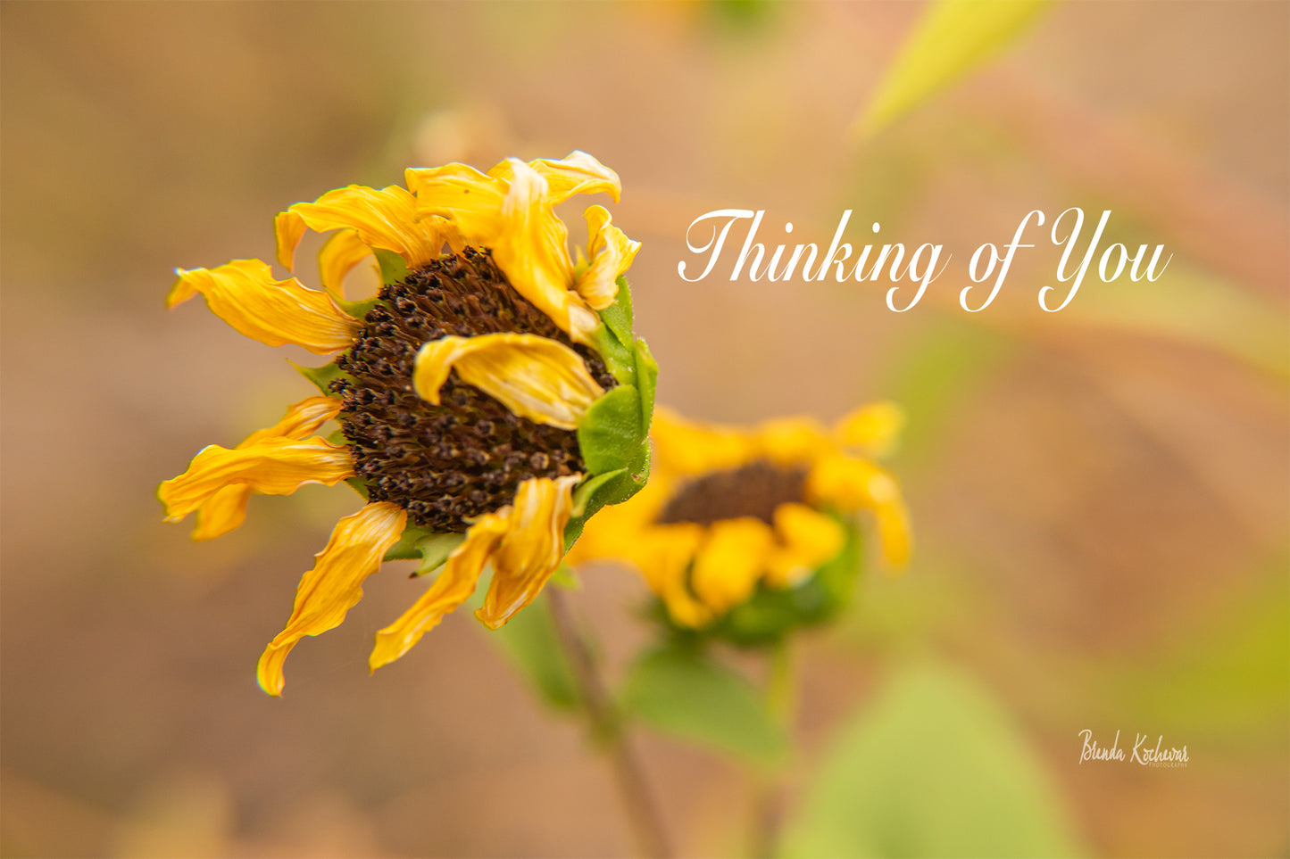 Wavy Sunflower Thinking of You Greeting Card