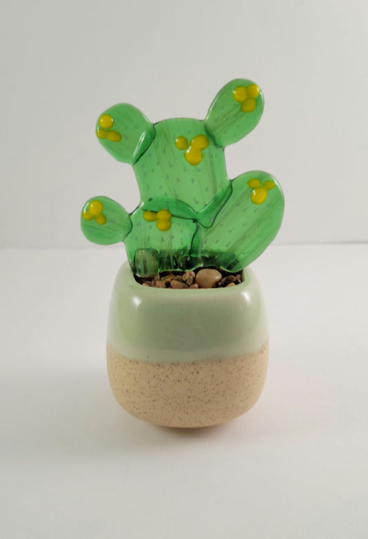 Succulent - 2.5" Prickly Pear