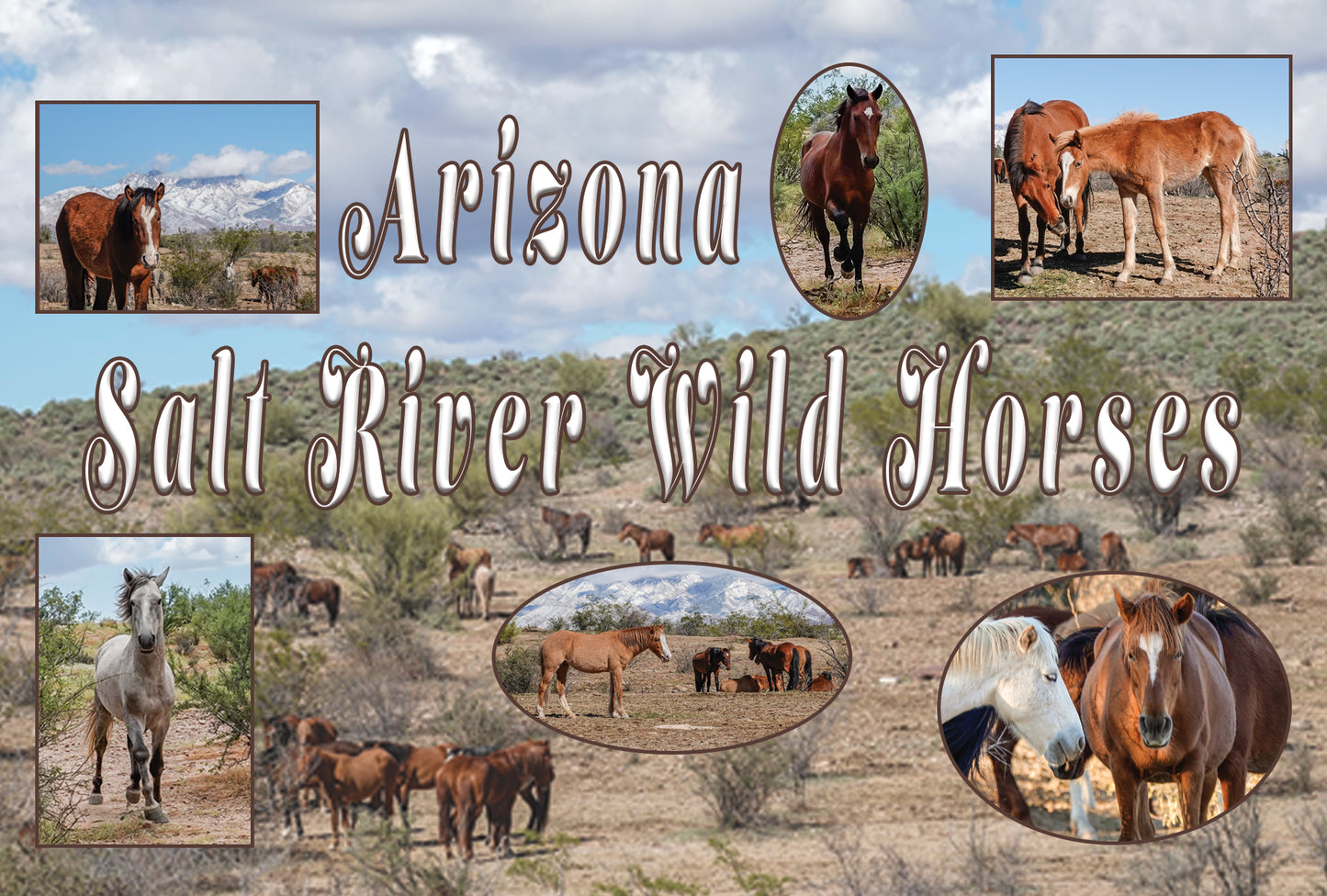 Arizona Salt River Wild Horses Mountainside Photographs on a Postcard