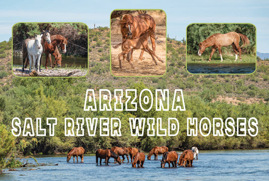 Arizona Salt River Horses on River Postcard
