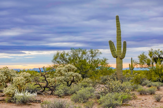 Sunset Saguaro Desert ScenePhotograph on a 6"x4" Mini Canvas
