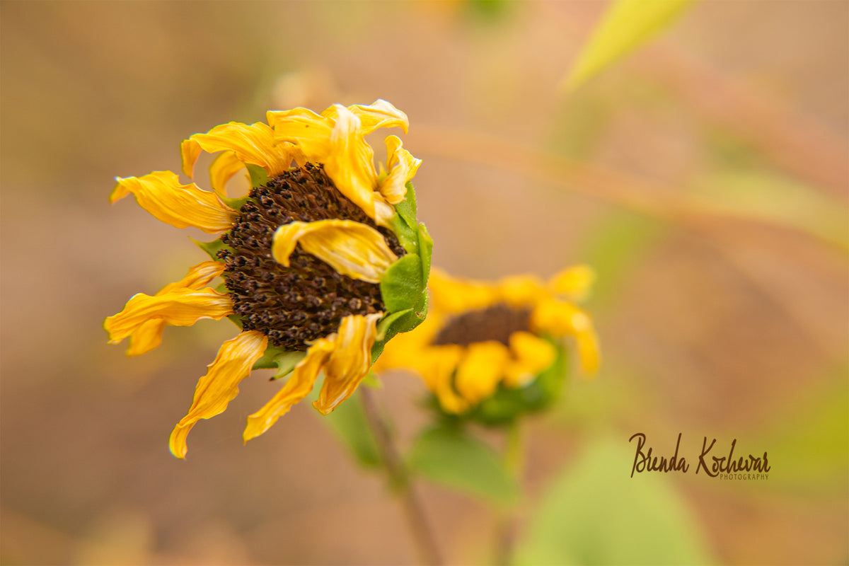 Wavy Sunflower Photograph on a 10" x 8" Canvas