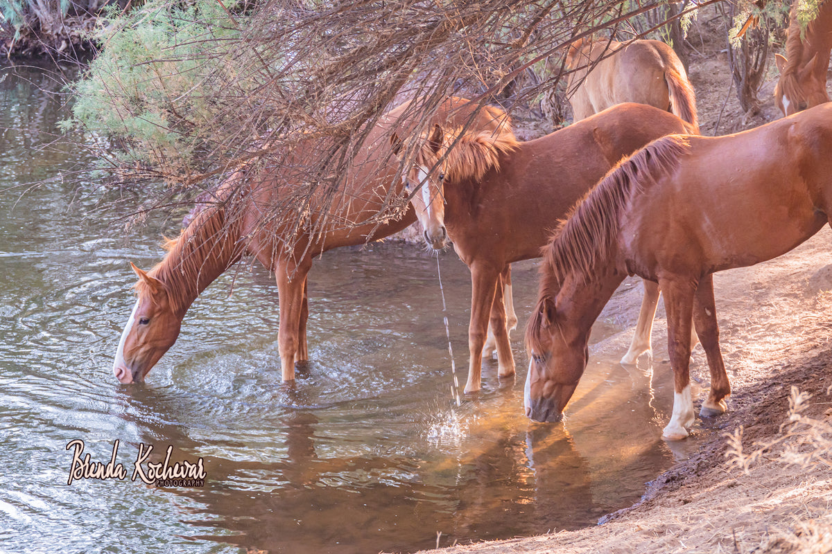 Salt River Wild Horses Greeting Card