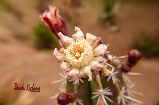 Cactus Bloom Print Matted 7” x 5”