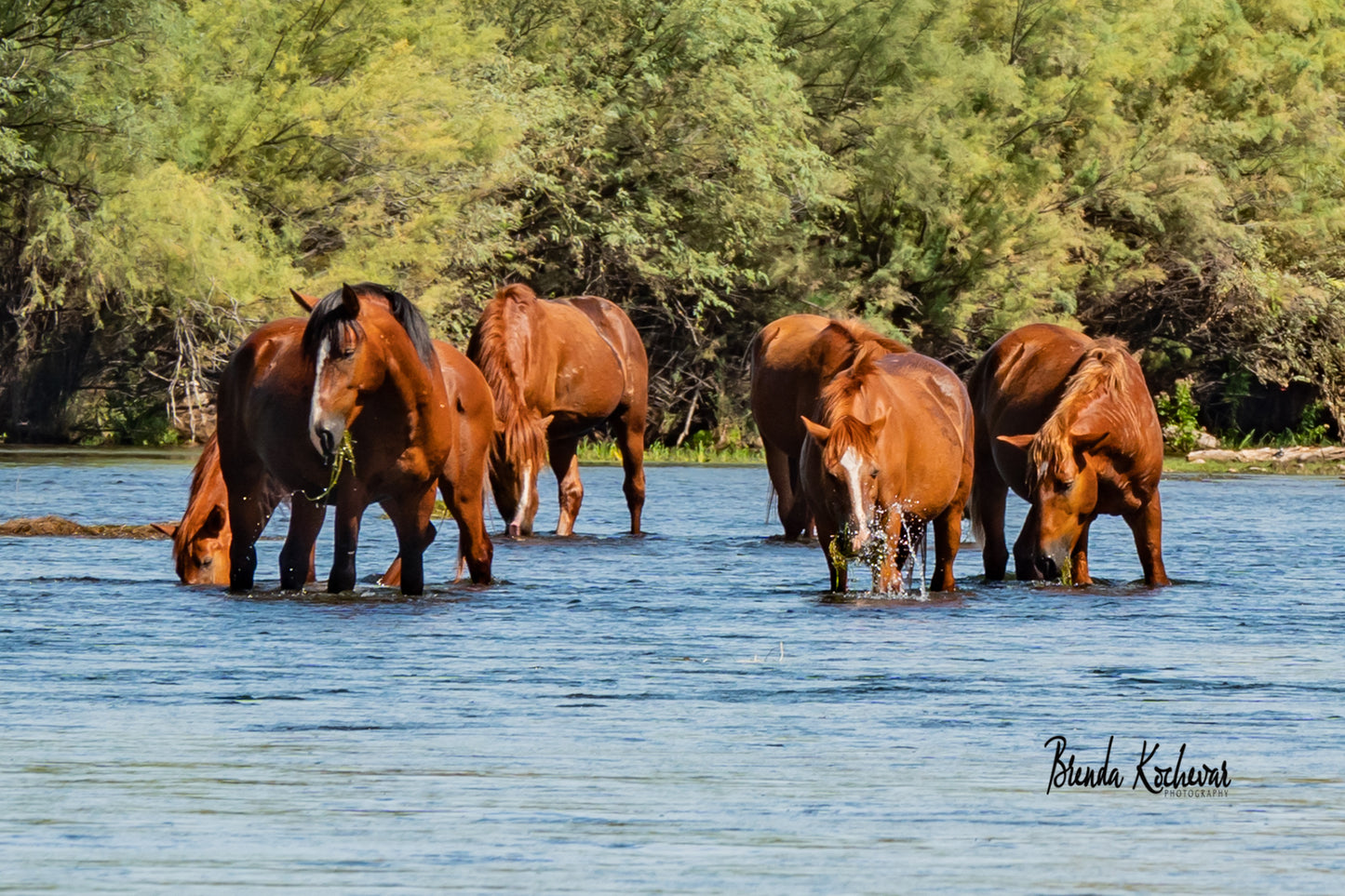 Salt River Wild Horses Greeting Card