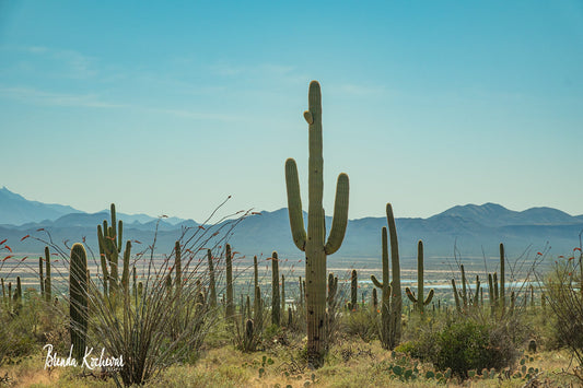 Saguaro National Park Tucson Greeting Card