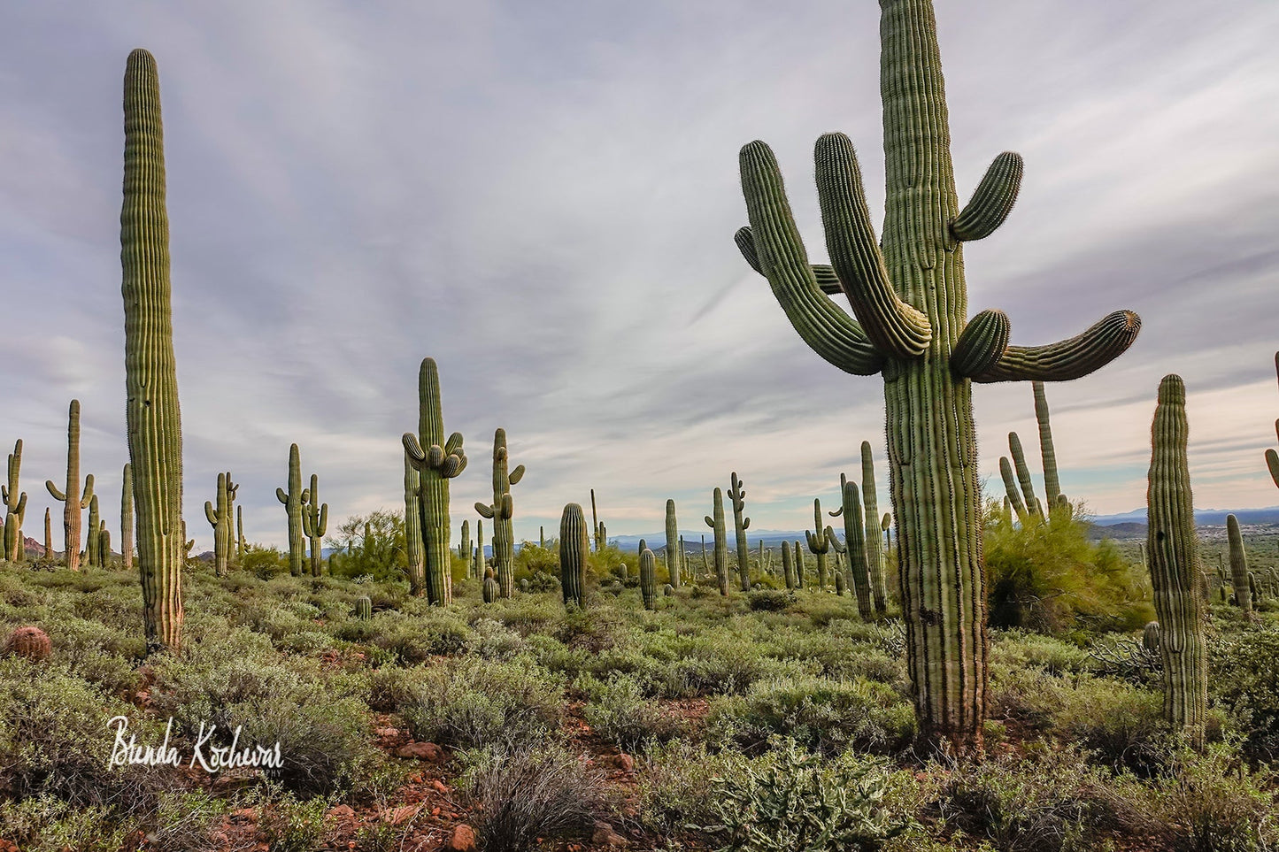 Field of Saguaros Photograph on a 6"x4" Mini Canvas